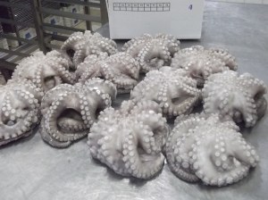 FROZEN Octopus