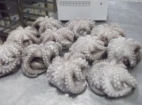 FROZEN Octopus