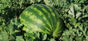 Watermelon CHICHAOUA harvest, June and July 2020