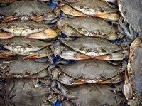 Fresh Live Soft shell Crab For Sale