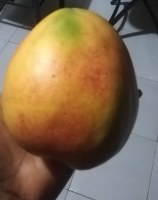 MANGUE KENT