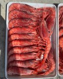 Red Shrimp (Aristaeomorpha foliacea)