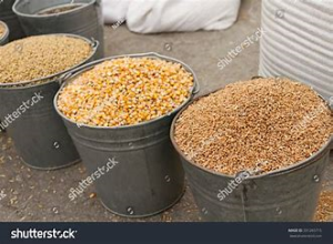 WHEAT/BARLEY/CORN