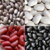 White/Black Light Speckled Kidney Beans (LSKB) Pinto Beans/Sugar Beans Best Price 2016...