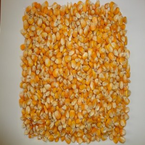 Yellow Corn, White Corn, Maize