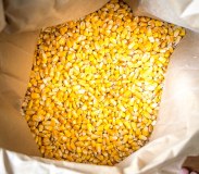 Premium A Grade Non GMO Yellow Corn/Maize for Human Consumption
