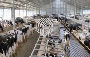 Steel Structure Cow House with CE in China for sale