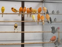 Yorkshire Canary Birds Available For Sale