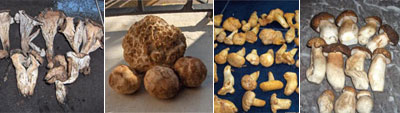 ZAHWA EXPORT CORPORATION : Fresh mushrooms